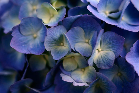 bluespringflowersbyforestwander