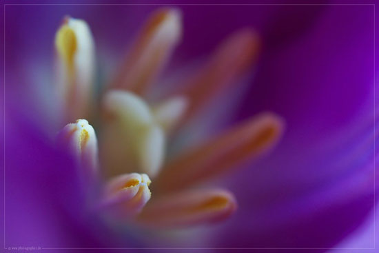 coloursofspringbypho_t_ographic_s