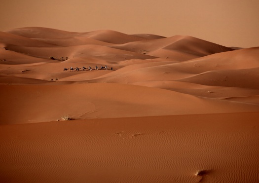 Desert Photography