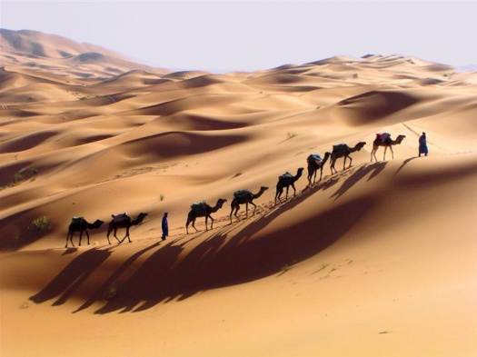 Desert Photography