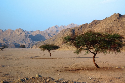 Desert Photography