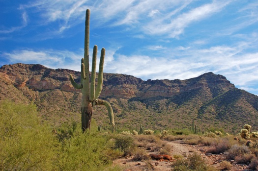 Desert Photography
