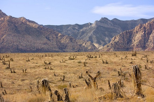 Desert Photography