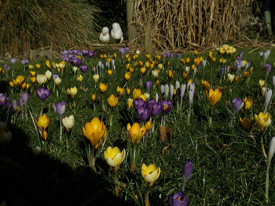 firstdayofspringbyamandaslater