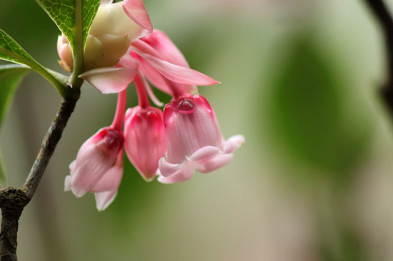 floralbellsblossomandringibyjohnchan