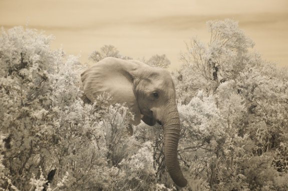 Infrared Photography