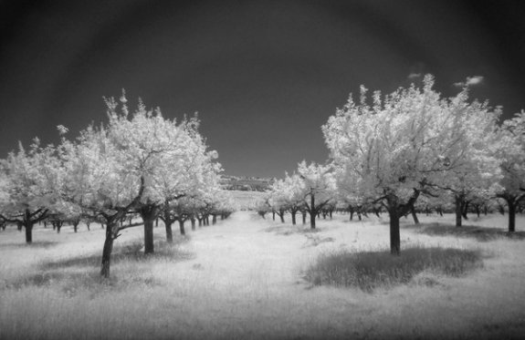 Infrared Photography
