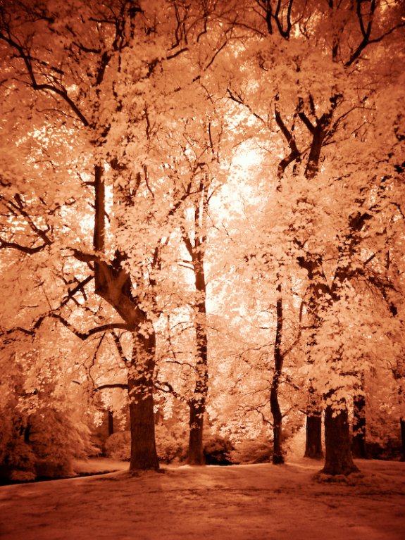 Infrared Photography