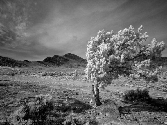 Infrared Photography