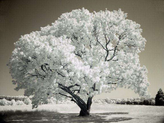 Infrared Photography