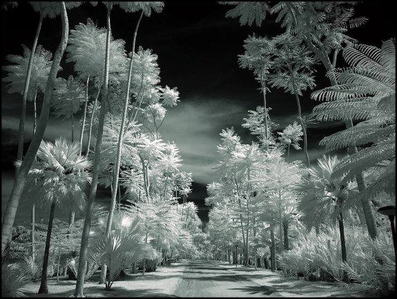 Infrared Photography