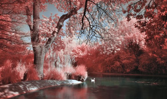 Infrared Photography