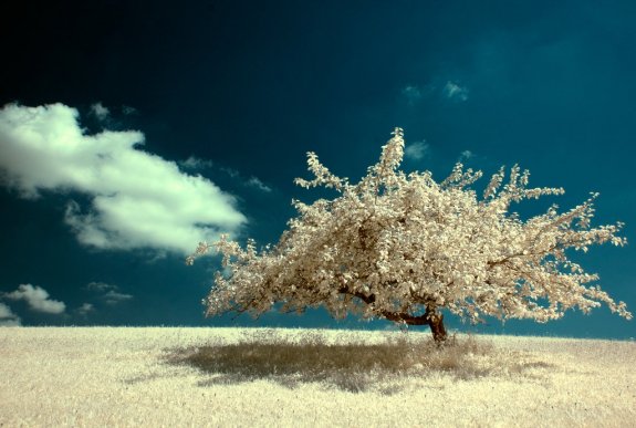 Infrared Photography