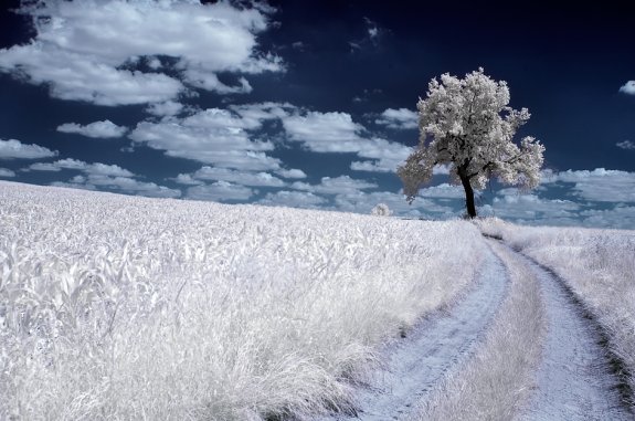 Infrared Photography