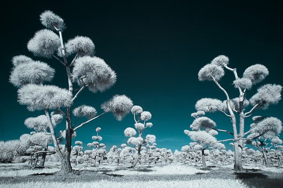 Infrared Photography