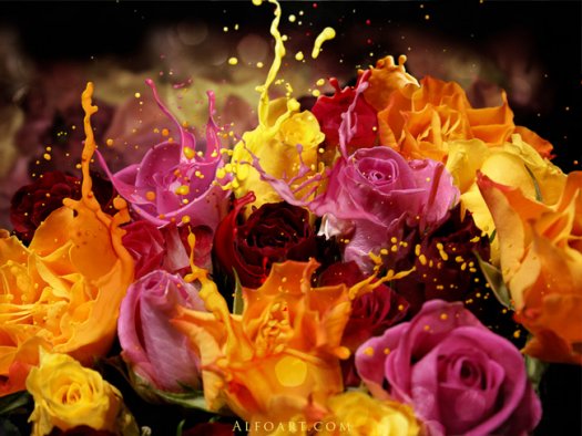 Roses Bouquet Splash Effect