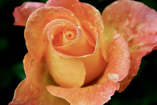 rosebyuthatsir