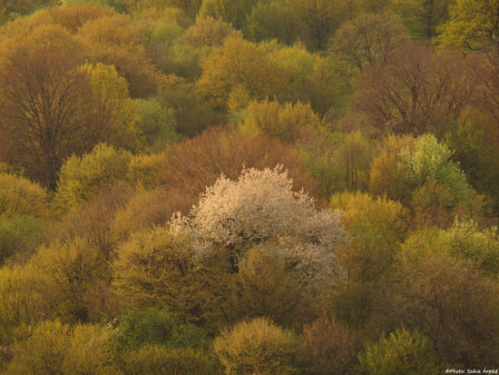 spring0001bygoppo713