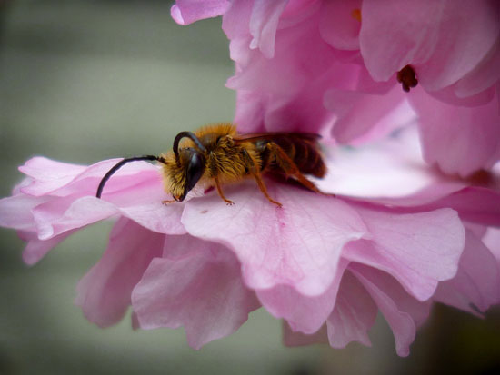 springbeebyfirelupe4ever