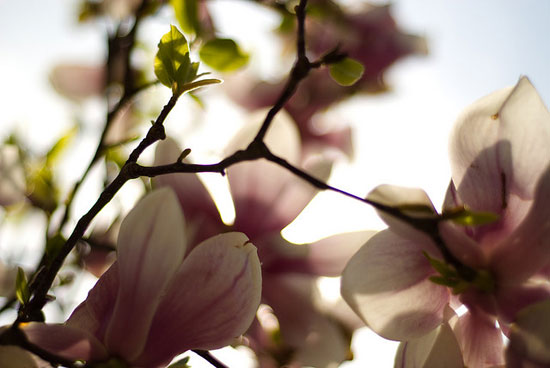 springblossomsbycraigcloutier