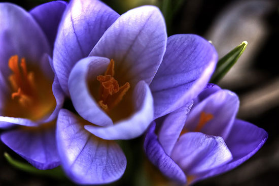 springbybensonkua
