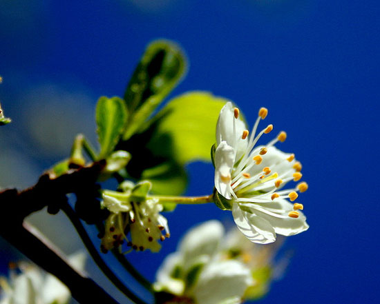 springbychemafoces