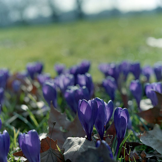 springbyclaire