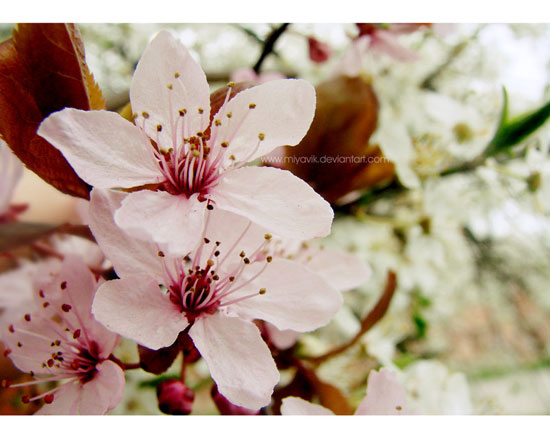 springbymiyavik