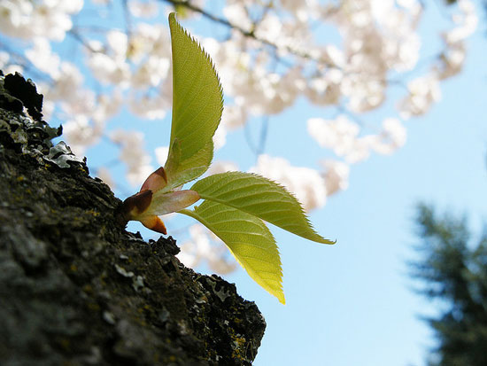 springbynhalehoan