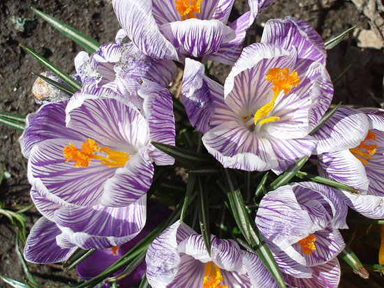 springbythomasquine