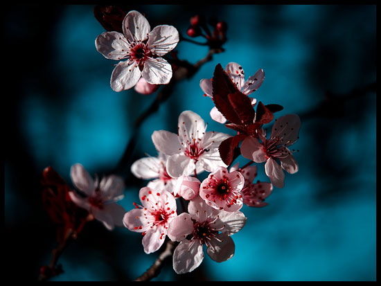 springbyzaclab