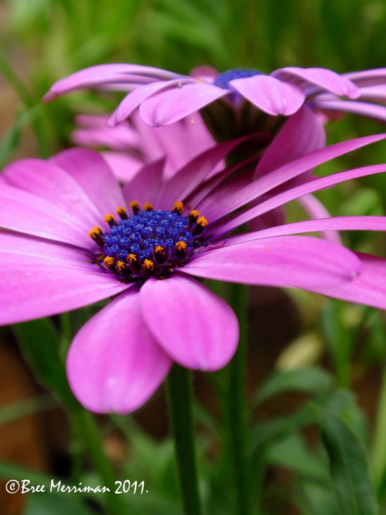 springflowersivbybreespawn