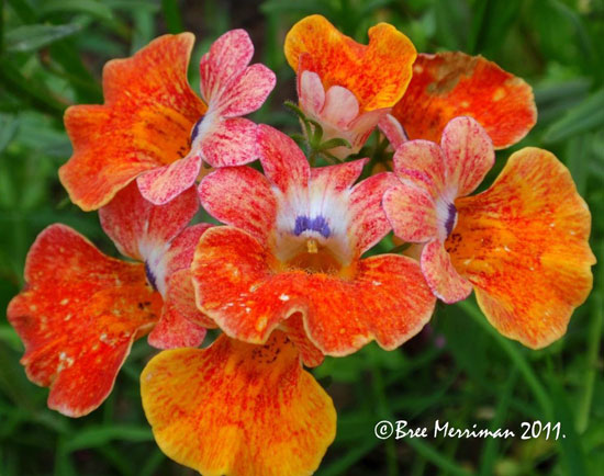 springflowersvbybreespawn