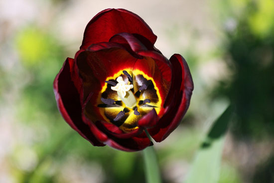 springgardenbygarethwilliams