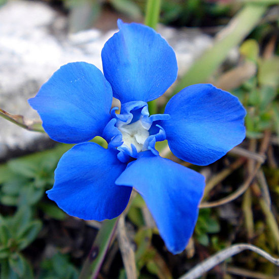 springgentianbyalexandre