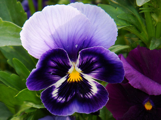 springgreetingbyparvin