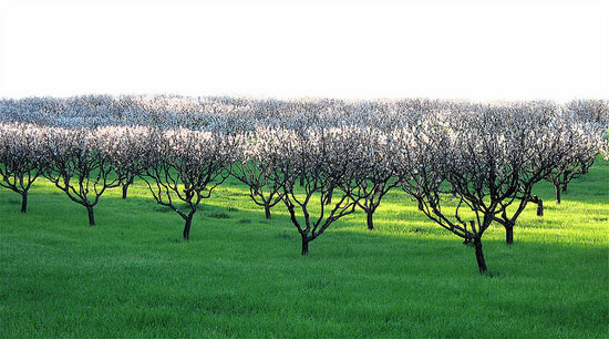 springhassprungbystevejurvetson