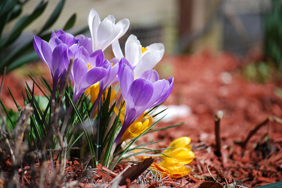 springhassteppedbyspisharam