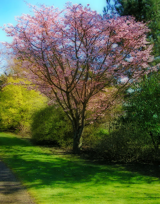 springtreebymaciejlewandowski