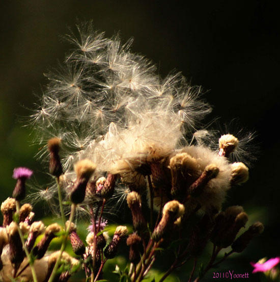 theseedsofspringbyyoonett