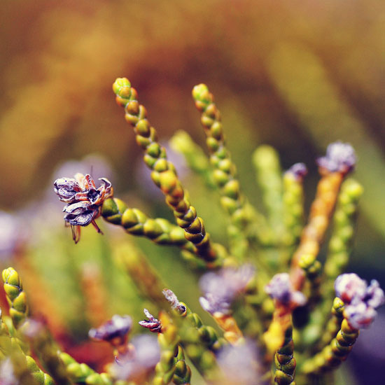 untitlednatureibymindcollision