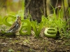 save_by_dkomov