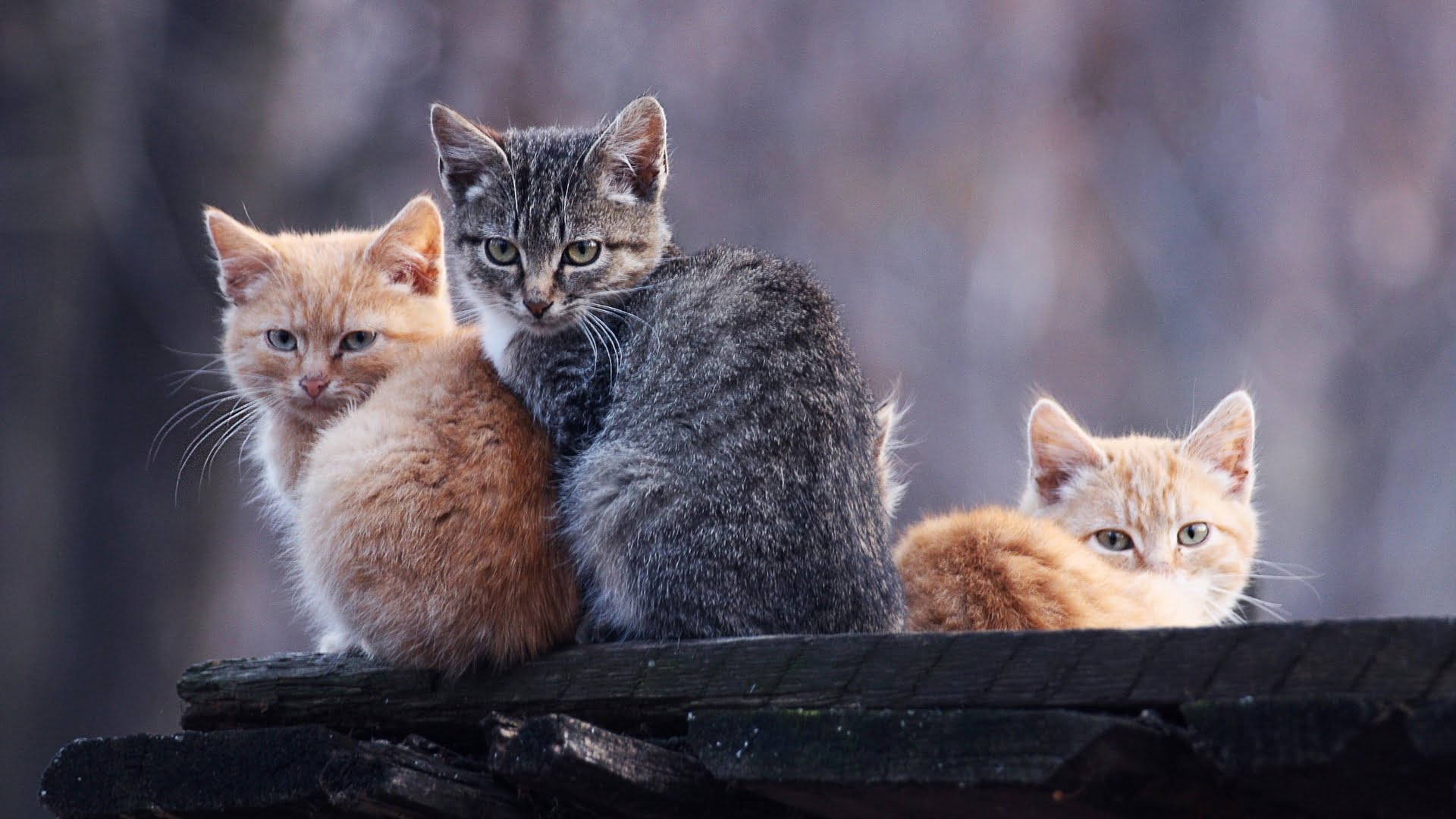 Besplatne slike (fotografije) za web stranicu Besplatne slike (fotografije) za web stranicu