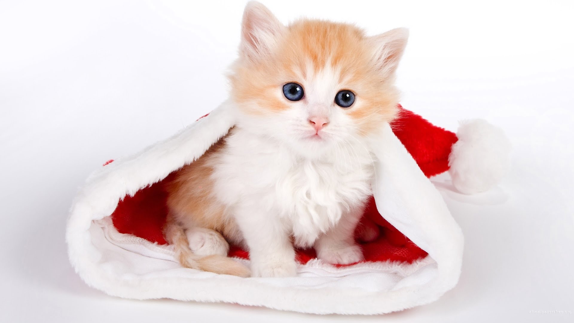 Must Have Christmas And New Year Hd Wallpapers Pack
