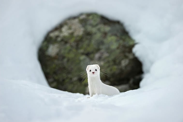 national-geographic-photo-of-the-day-internet-favorites-2015-36__880.jpg