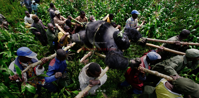 Brent Stirton fotograf
