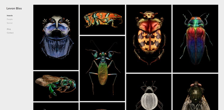 Levon Biss insects