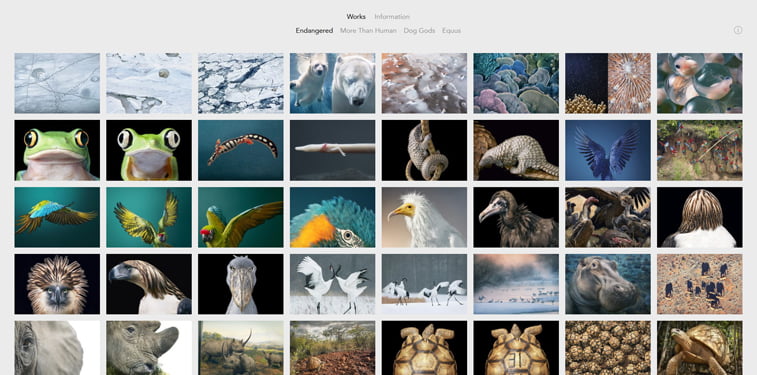 Tim-Flach - Endangered