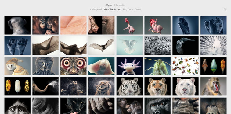 Tim Flach - More than human
