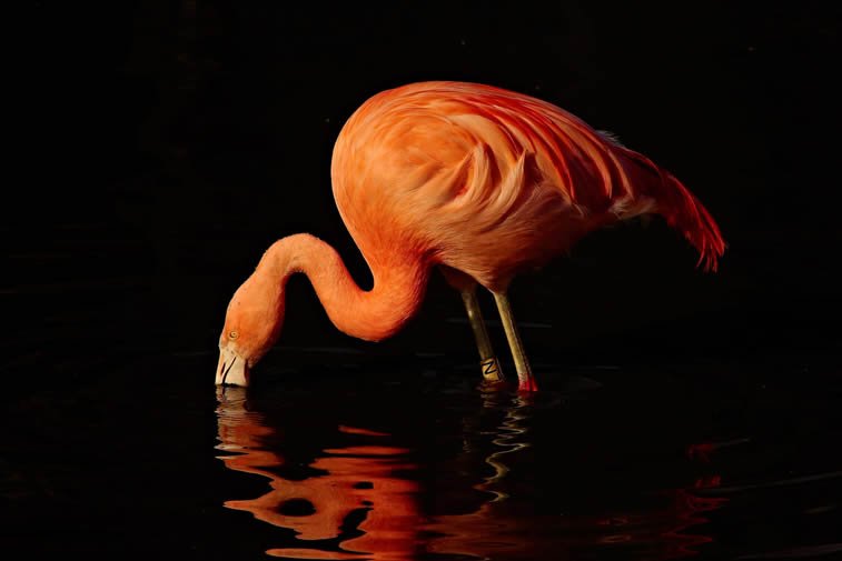 caribbean flamingo Martin Mere centre Lancashire